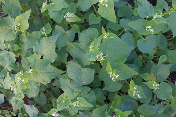 Plant Ally: Buckwheat  Giving Ground Seeds