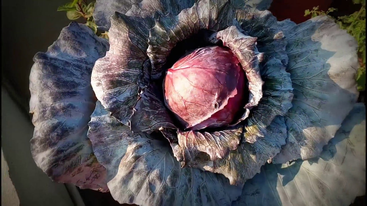 Cabbage Giving Ground Seeds