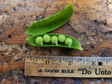 Pea, Sienna Shelling