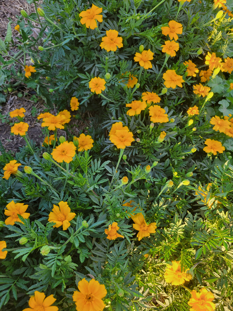 golden guardian marigold seeds Marigold, Standard – Giving Ground Seeds