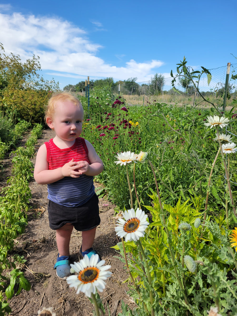 Zulu Prince Daisy – Giving Ground Seeds