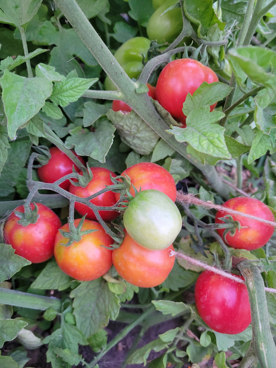 Tomato, Torre Canne Regina Ramallet – Giving Ground Seeds