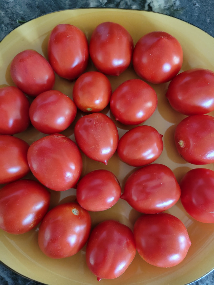 Tomato, Tomaquet de Penjar Landrace Ramallet – Giving Ground Seeds
