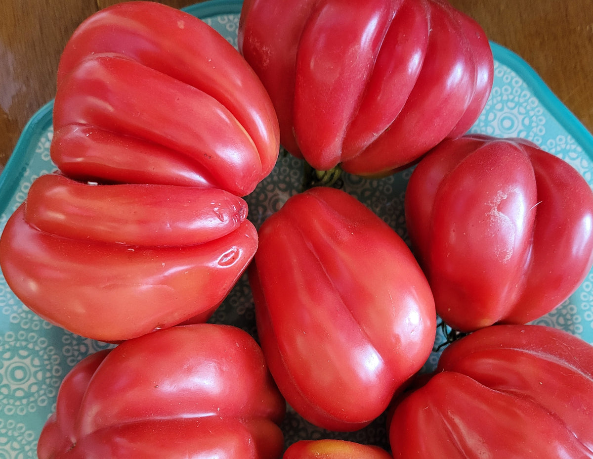 トイガン TOMATO Tomato, Gezahnte Buhrer Keel Stuffing – Giving Ground Seeds