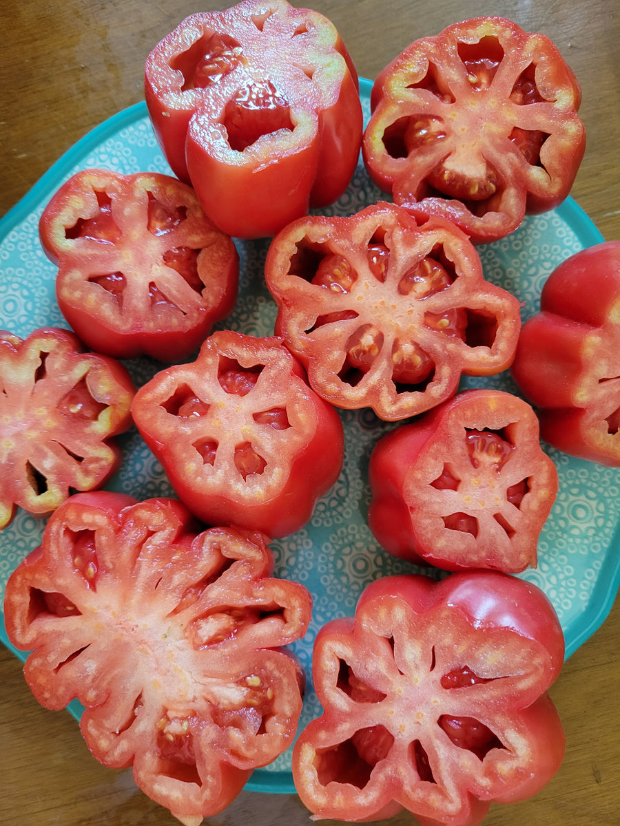 Tomato, Gezahnte Buhrer Keel Stuffing – Giving Ground Seeds