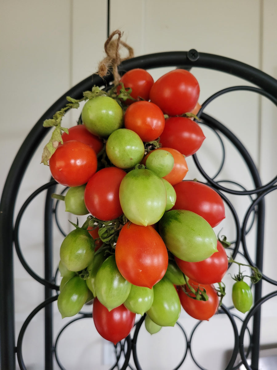 ［tomato］ Tomato, Pomodoro Pizzutello di Paceco – Giving Ground Seeds