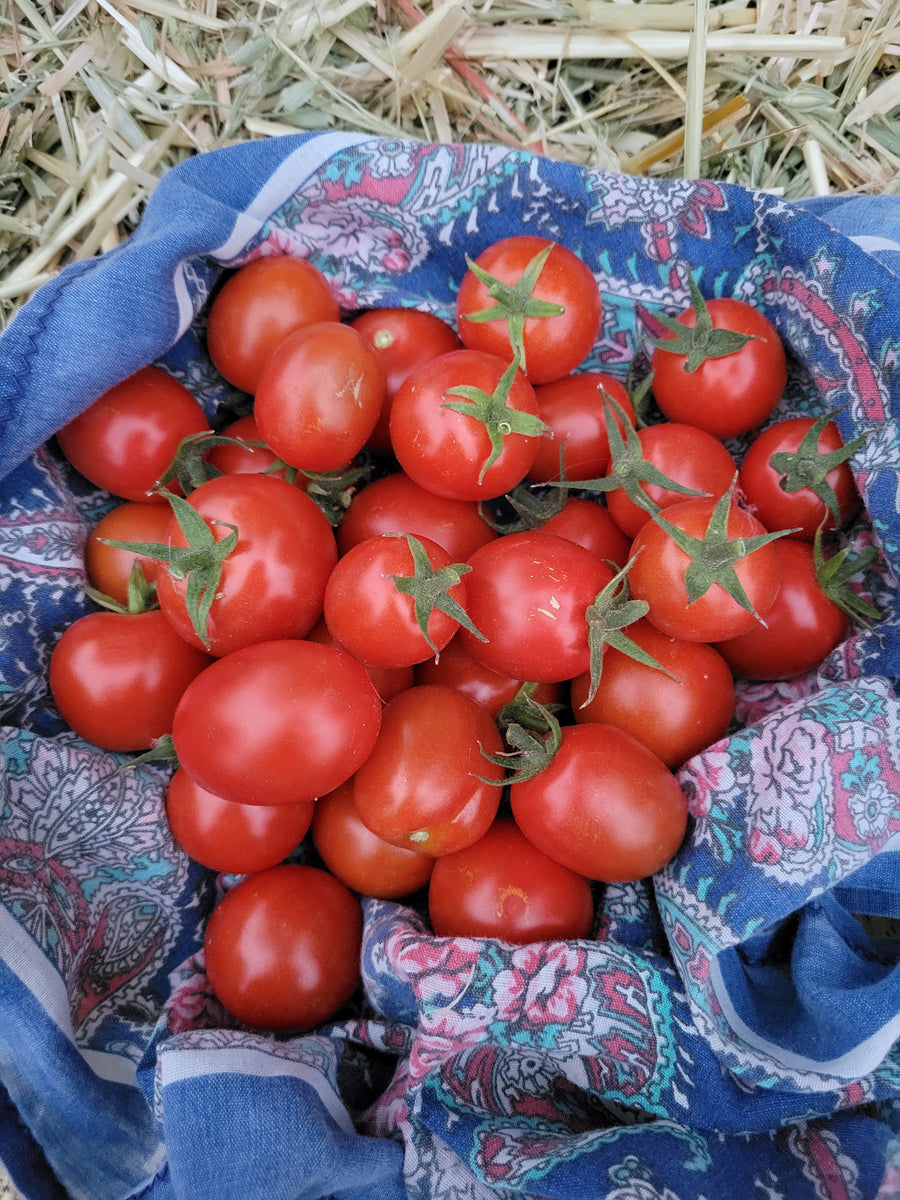 Tomato, Pomodoro Pizzutello di Paceco – Giving Ground Seeds