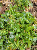 Watercress