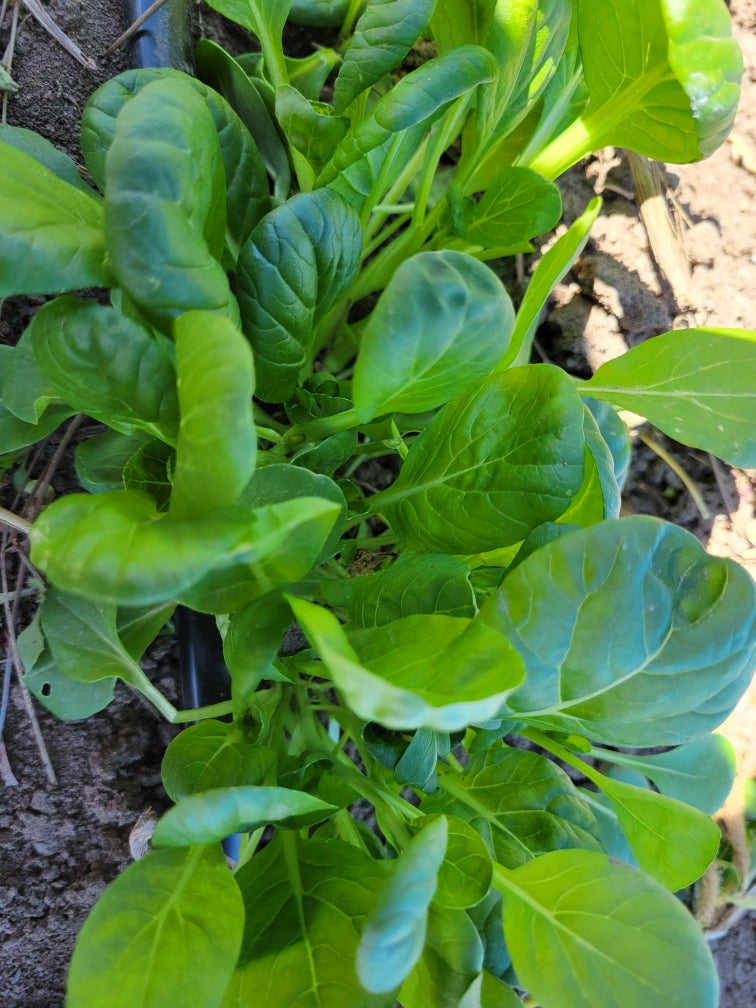 planting tatsoi seeds Tatsoi – Giving Ground Seeds