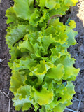 Lettuce, Reaume