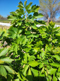 Lovage, Celery Leaf