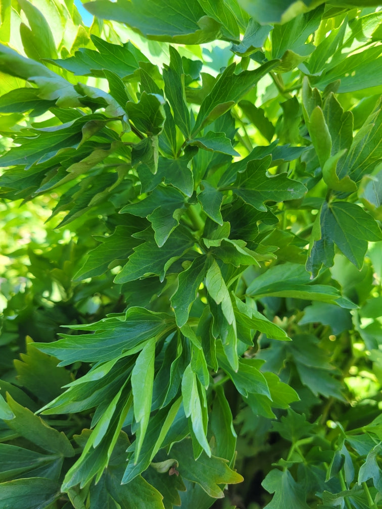 lovage plant seeds Lovage, Celery Leaf – Giving Ground Seeds