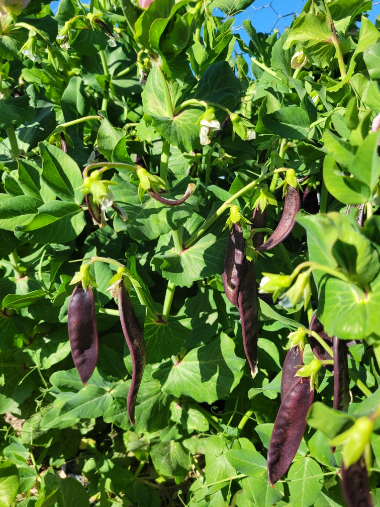 snow pea seeds for planting Pea, Royal Purple Snow