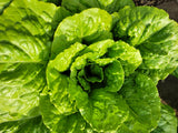 Lettuce, Ballon