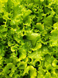 Lettuce, Reaume