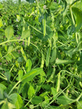 Pea, Sugar Ann Snap
