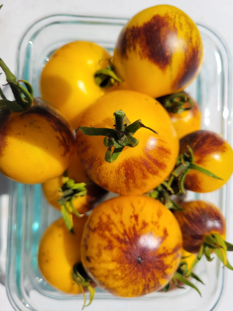 tiger lily tomatoes Tomato, Ussuri Tiger