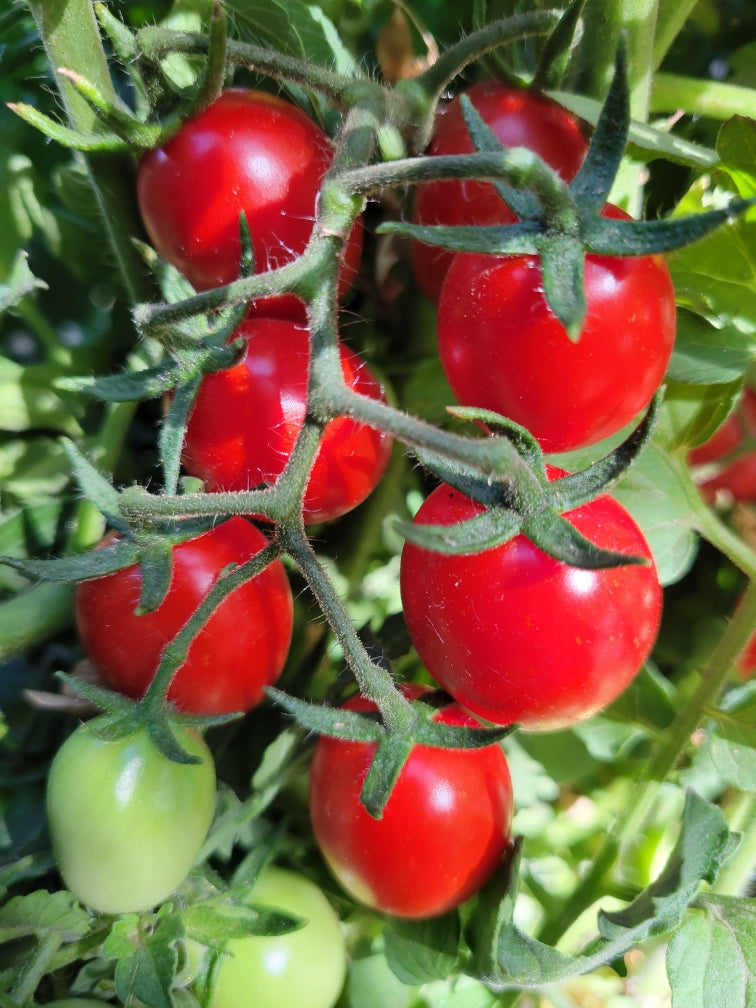 Tomato, Grappoli d'Inverno Ramallet – Giving Ground Seeds