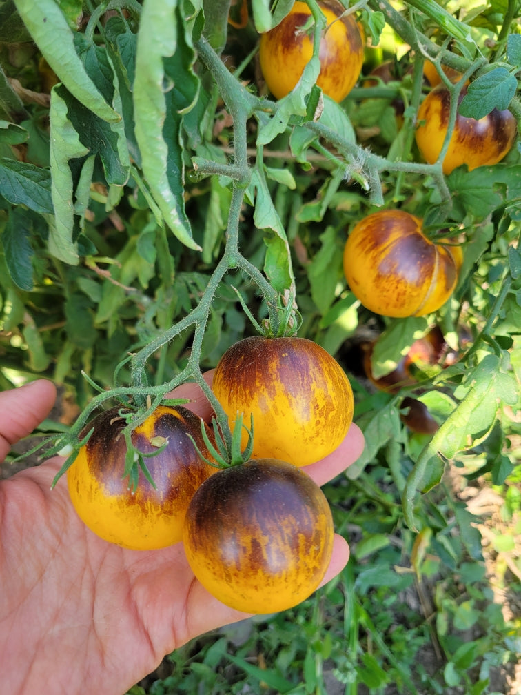 tiger lily tomatoes Tomato, Ussuri Tiger