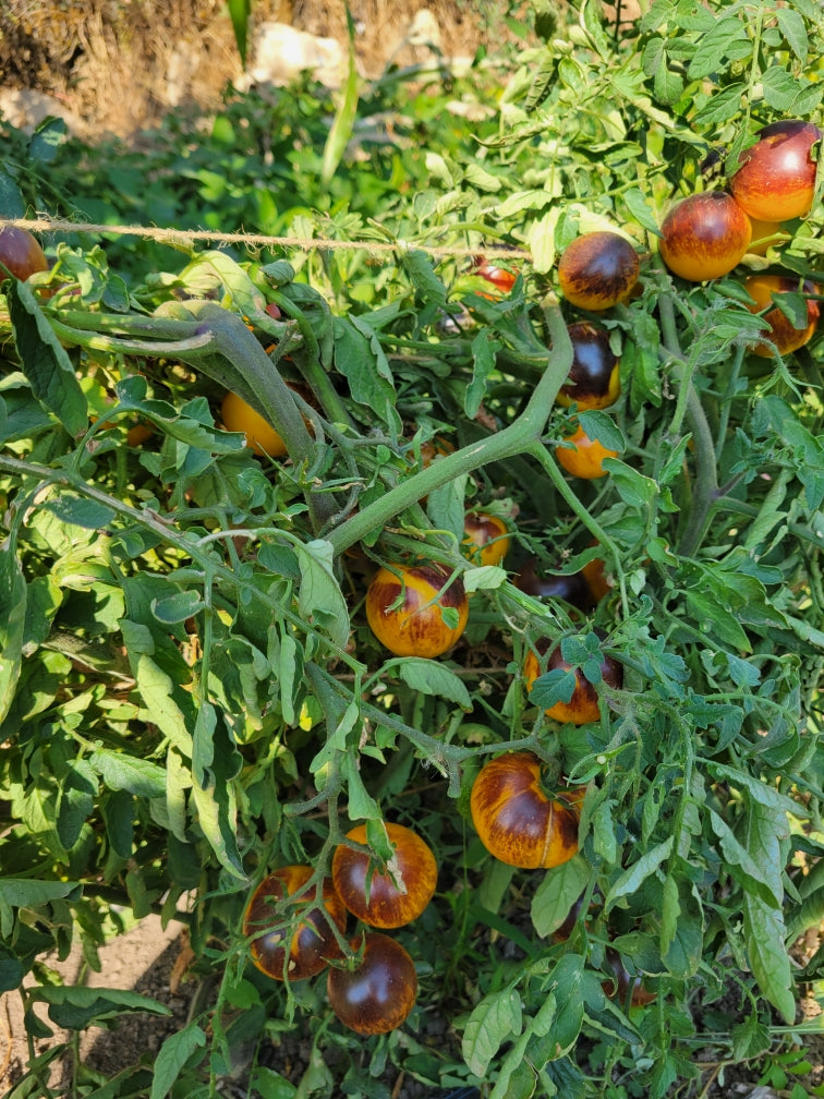 tiger lily tomatoes Tomato, Ussuri Tiger