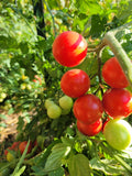 Tomato, Pendulina Red Mini Cherry