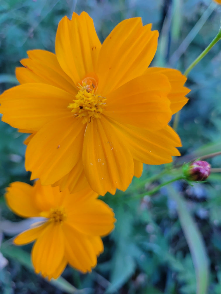 Orange Cosmos – Giving Ground Seeds