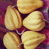Slow Food Ark of Taste Package