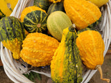 Winter Squash, Small Ornamental Gourd Mix