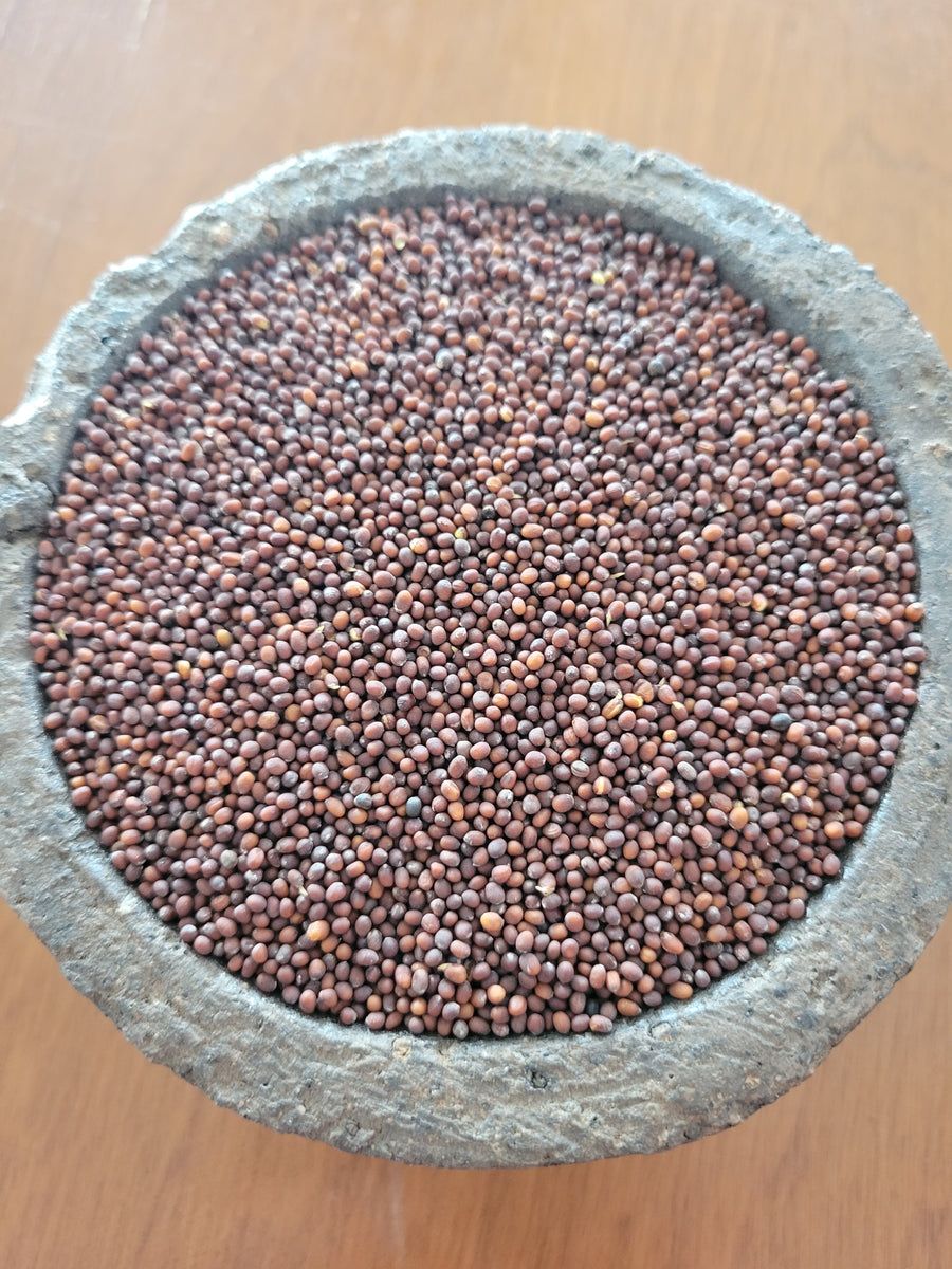 Mustard, Black – Giving Ground Seeds