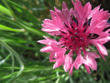 Pollinator Garden Package