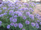 Bee Balm, Bergamont