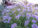 Bee Balm, Bergamont