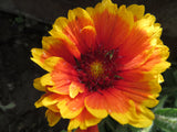 Pollinator Garden Package