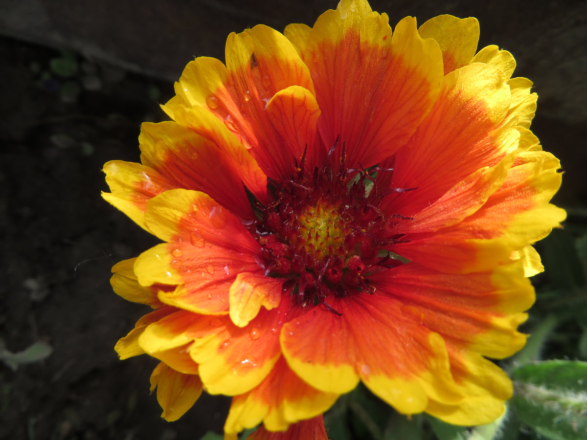 Orange gaillardia discount