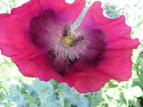 Pollinator Garden Package