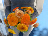 Calendula Mix
