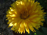 Calendula Mix