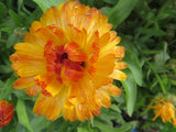 Calendula Mix