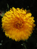 Calendula Mix