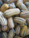Winter Squash, Candystick Delicata