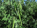 Pea, Cumpas Green