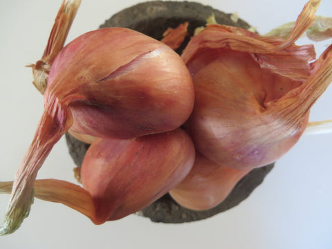 Shallots, Dutch Red (Pre-order, ships late August 2024)