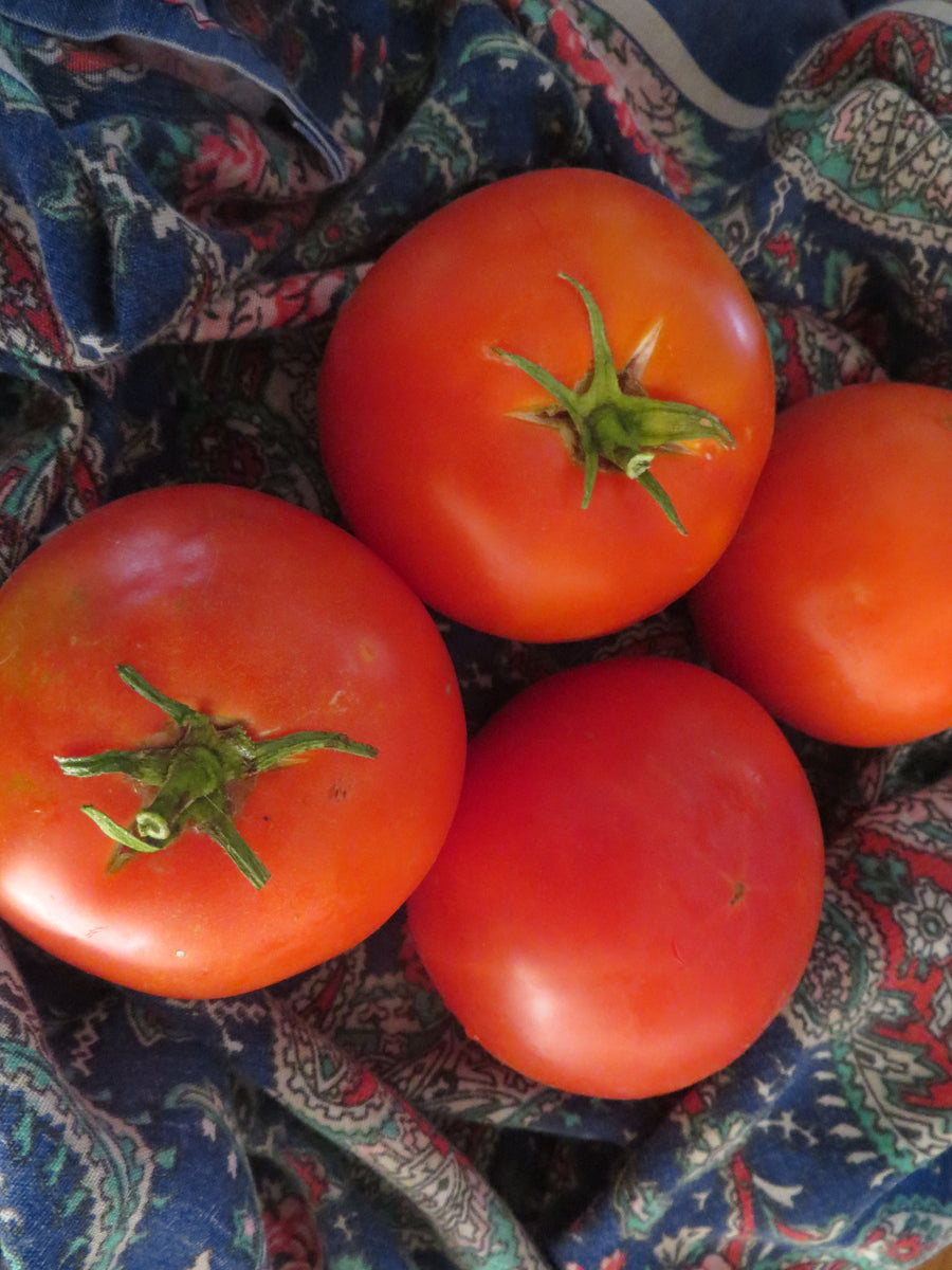 Illini Star - Organic Heirloom Tomato Seeds