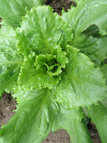 Lettuce, Eishaupel