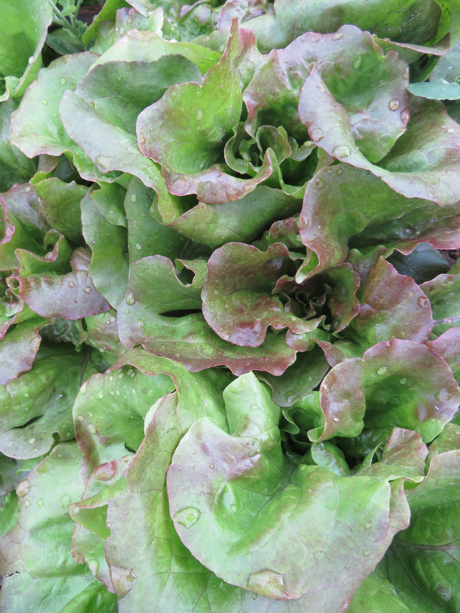 Lettuce, German Hillside Heading – Giving Ground Seeds