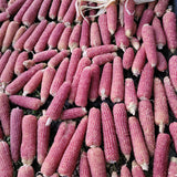 Popcorn, Early Pink Pearl