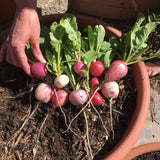 Radish, Easter Egg Blend