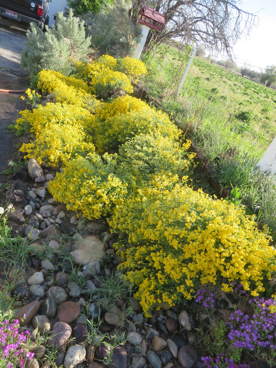 Alyssum, Golden Perennial – Giving Ground Seeds
