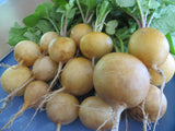Radish, Helios