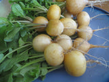 Radish, Helios